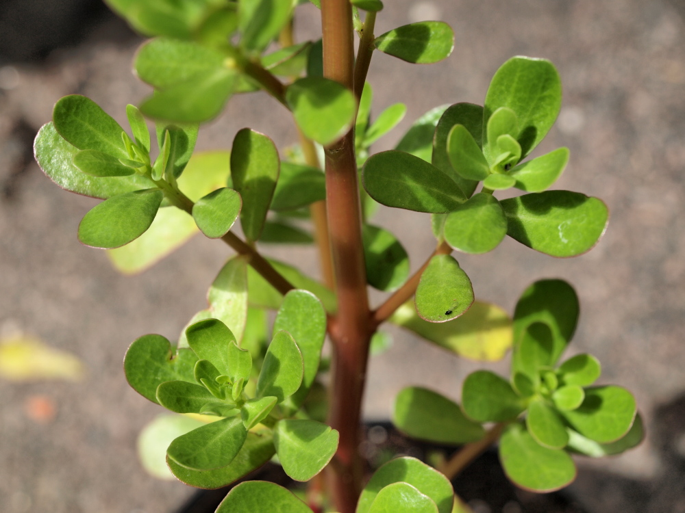 Common purslane 2024